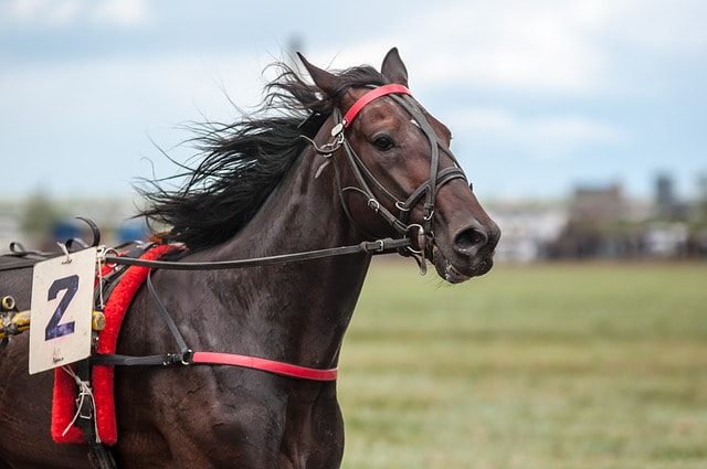 racehorse photo